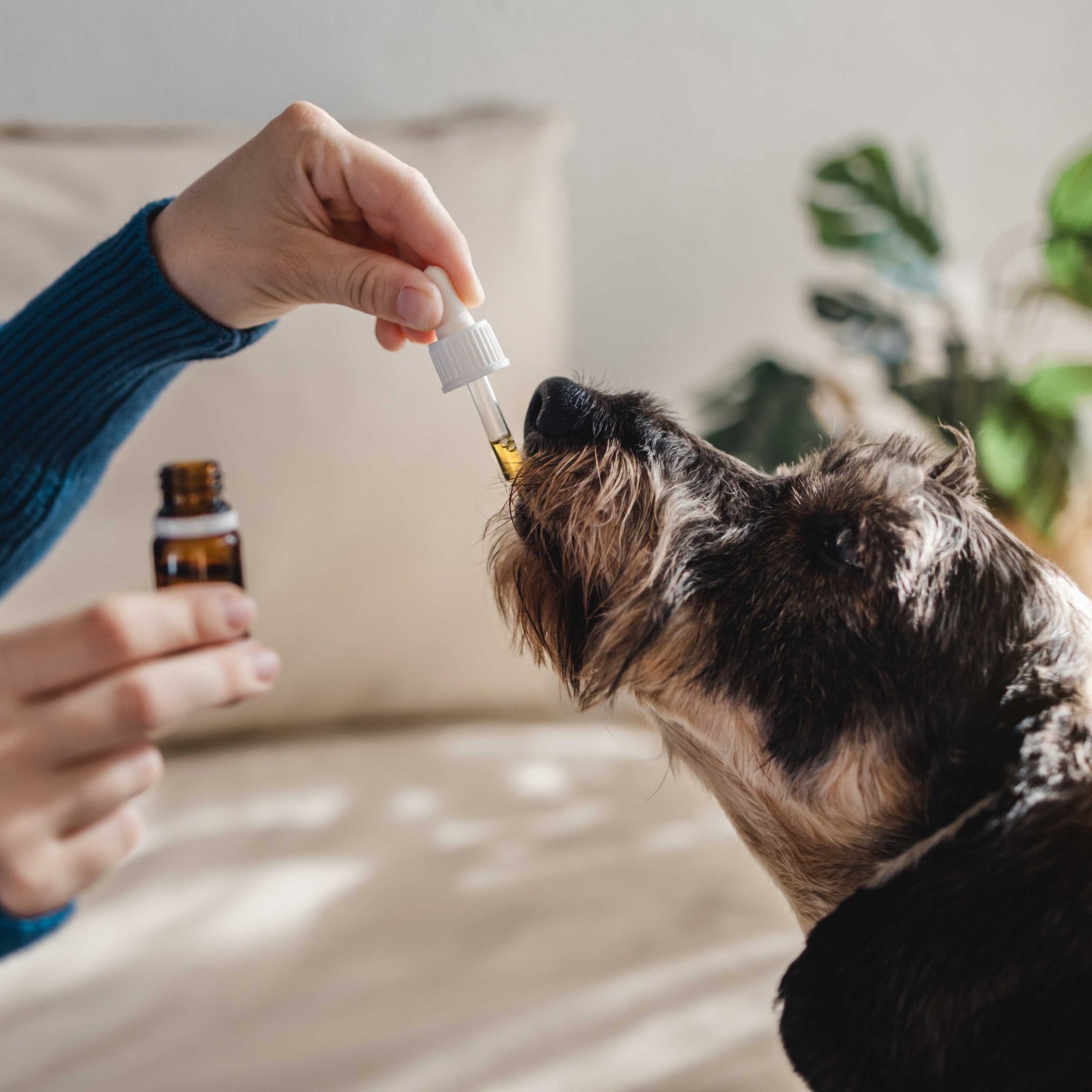 CBD For Pets